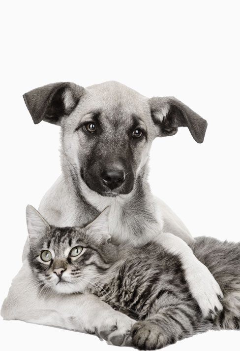 Dog and cat cuddling together.