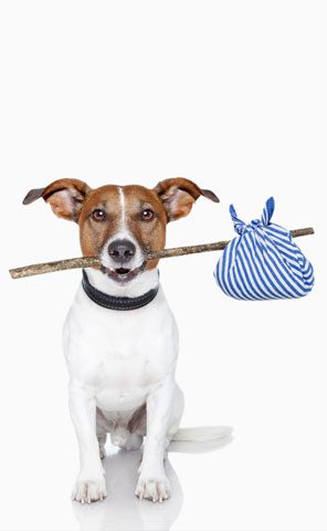 Dog carrying a blue striped bag.