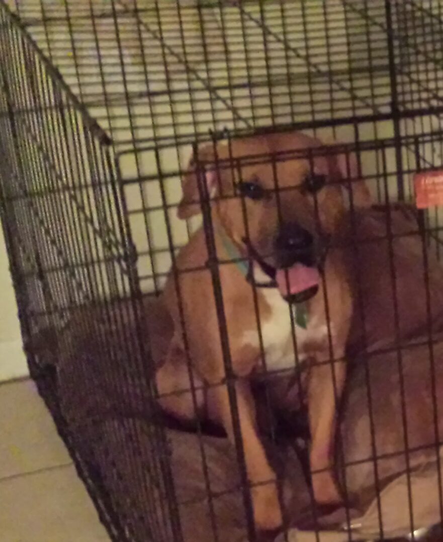 A green megaphone is on the black background