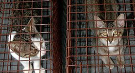 Two cats in a cage looking at each other.