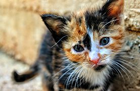 A close up of a cat with its eyes open