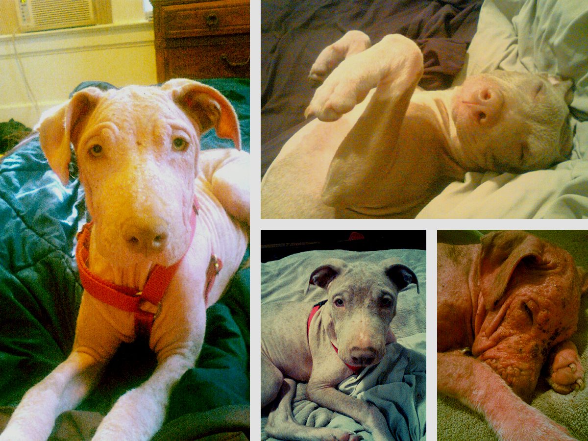 A dog is laying on the bed and looking at the camera.