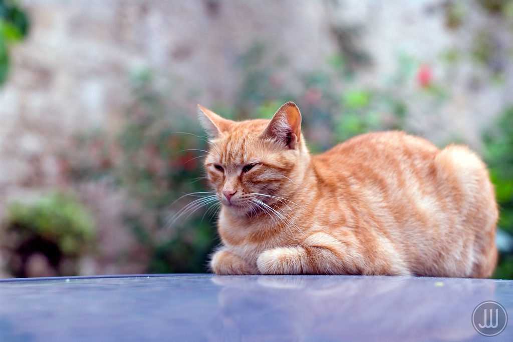 A cat is sitting on the ground outside.