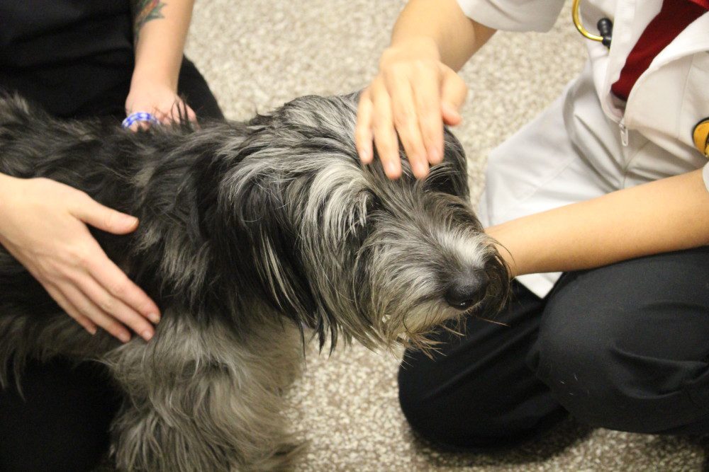 A dog is being petted by two people.