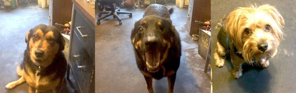 A dog with its mouth open and his tongue hanging out.