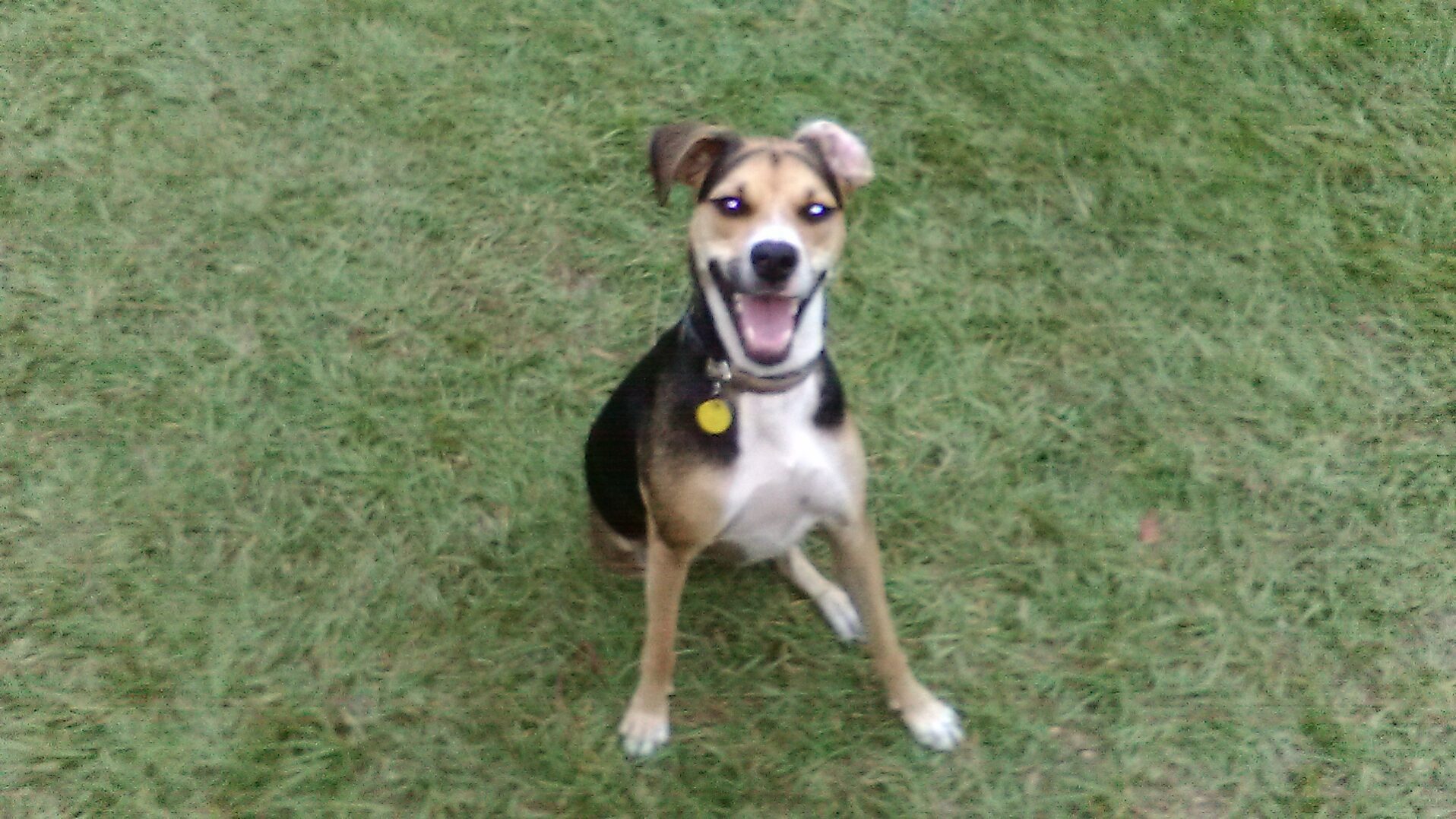 A dog sitting on top of grass with its mouth open.