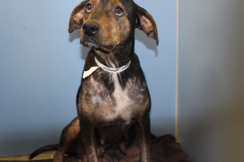 A dog sitting on top of a pile of dirt.