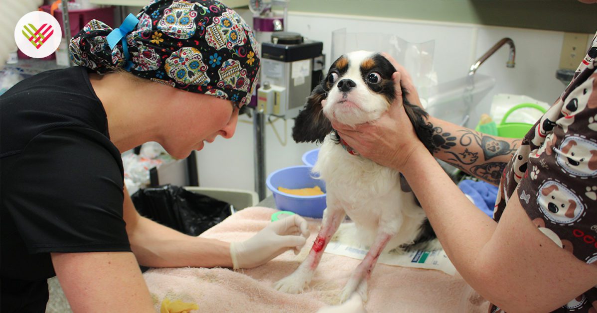 A green megaphone is on the black background