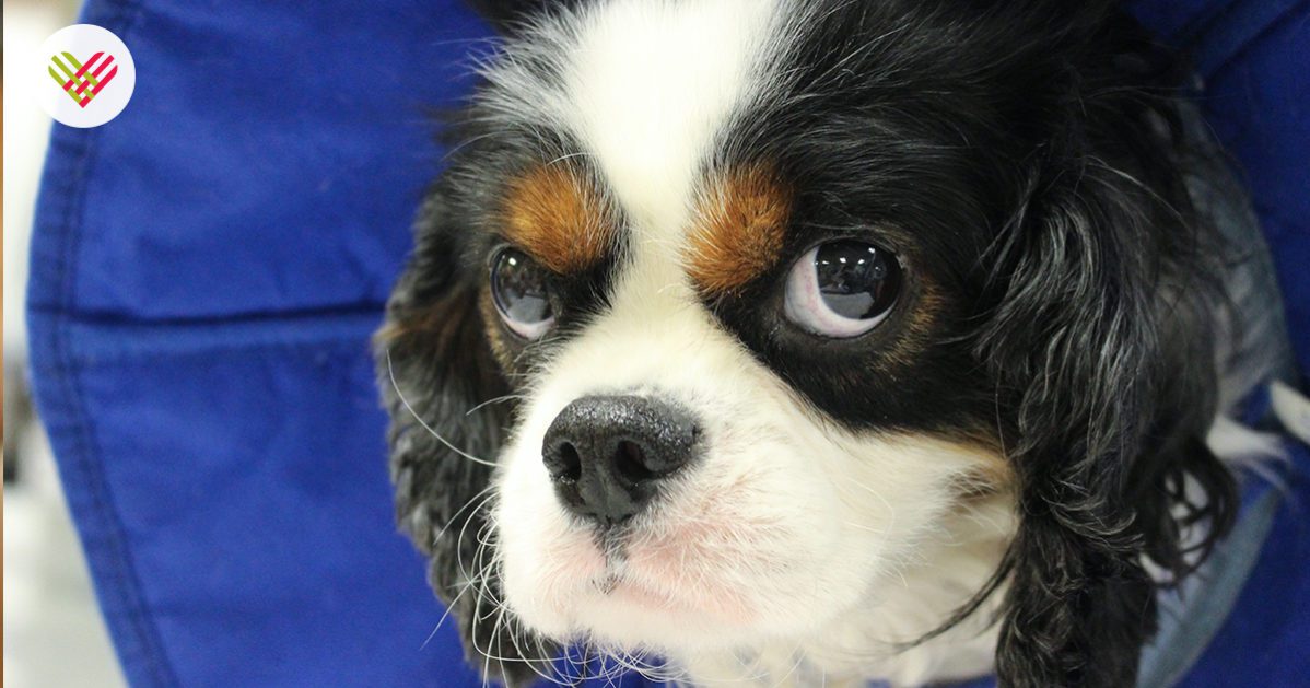 A green megaphone is on the black background