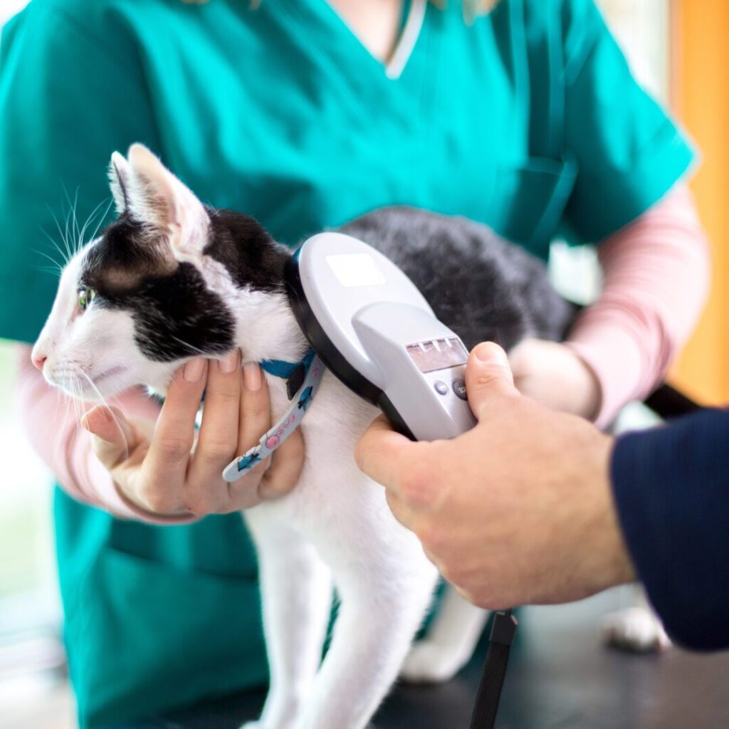 A green megaphone is on the black background