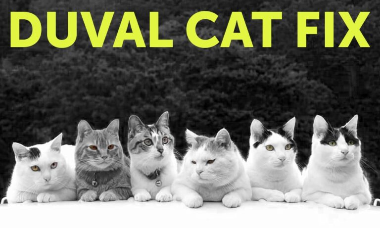 Seven cats lined up beneath DUVAL CAT FIX
