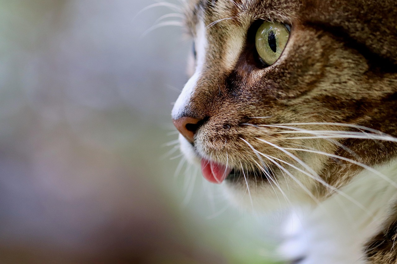 cat, cat tongue, cat eyes, mackerel, domestic animal, tabby, gray tabby cat, pet, gray cat, domestic cat, nature, portrait, cat portrait, cat profile, the world of animals, mammal, animal