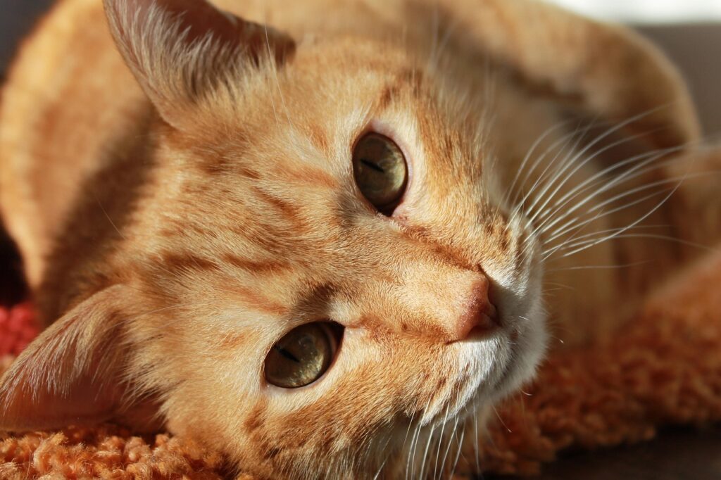 cat, nature, face, head, cat's eyes, whiskers, tabby, orange tabby, tabby cat, feline, pet, animal, portrait, cat portrait