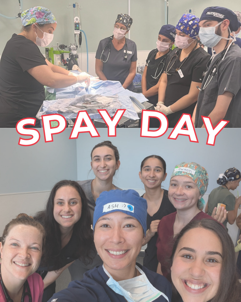 Spay Day August 2026