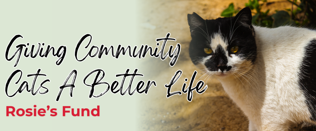 Giving community cats a better life header