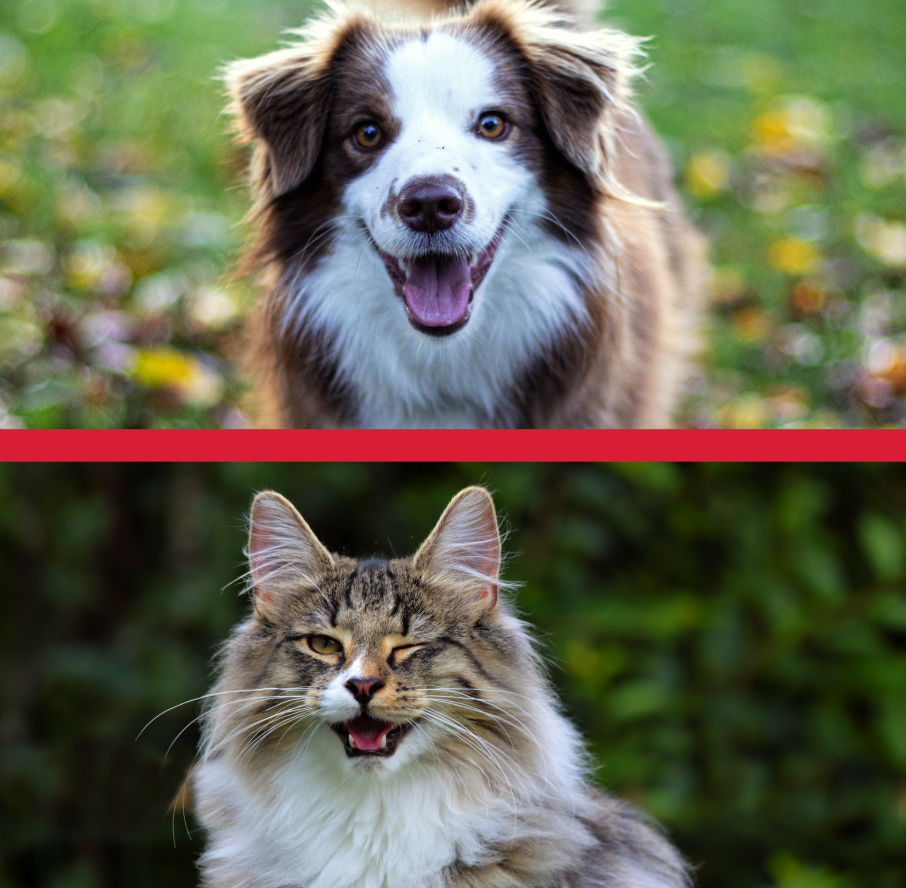 image of happy dog and cat