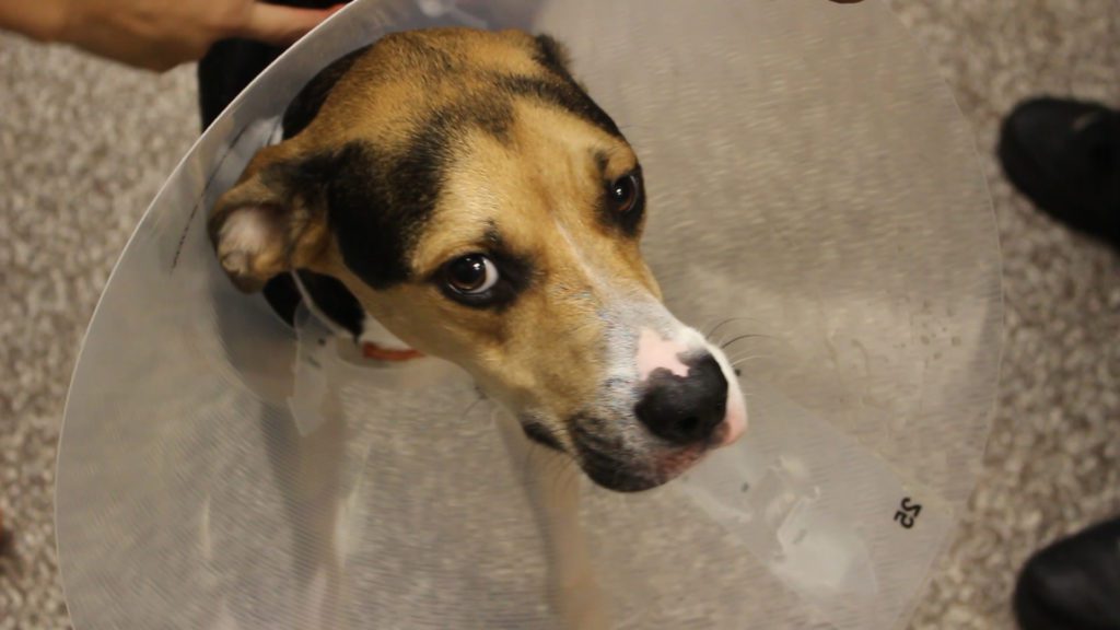 A dog with its head in the water.