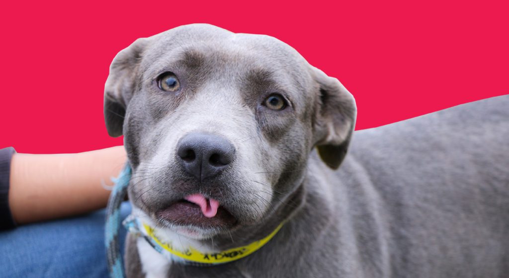 A close up of a dog with its tongue hanging out