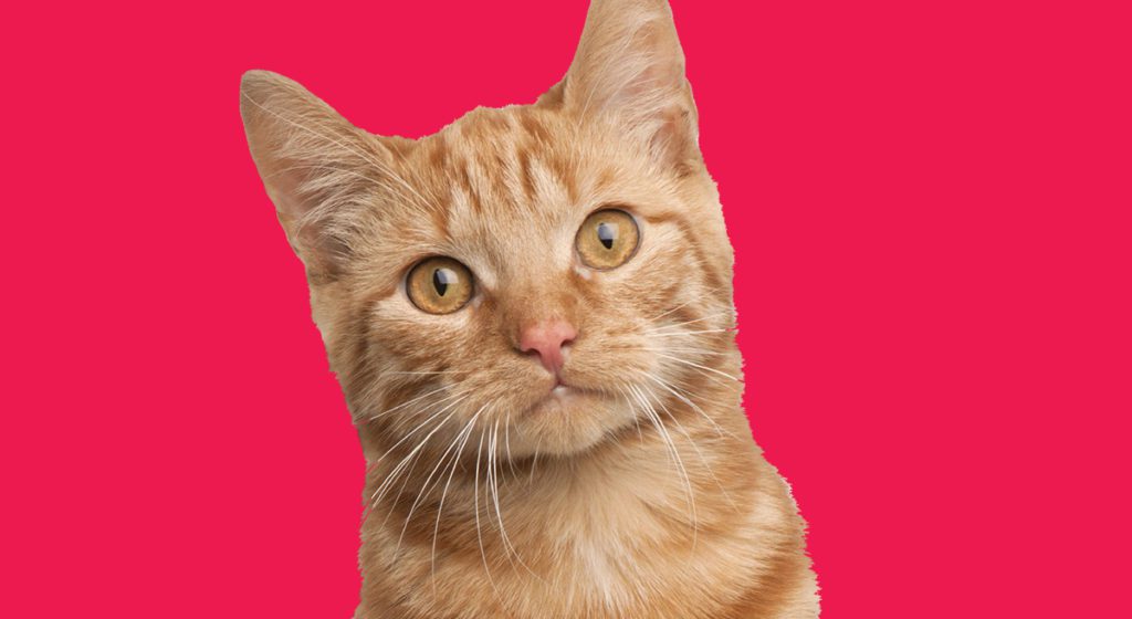 A cat is looking up at the camera.